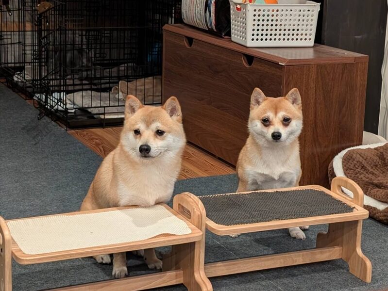 看板犬